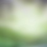 page_bkgd8